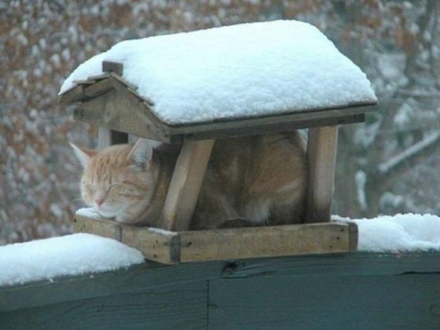 Коты и Кошки