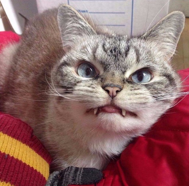 Коты и Кошки