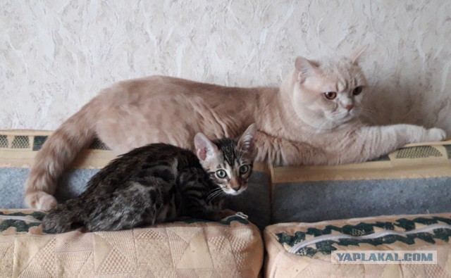 Бенгальская деваха