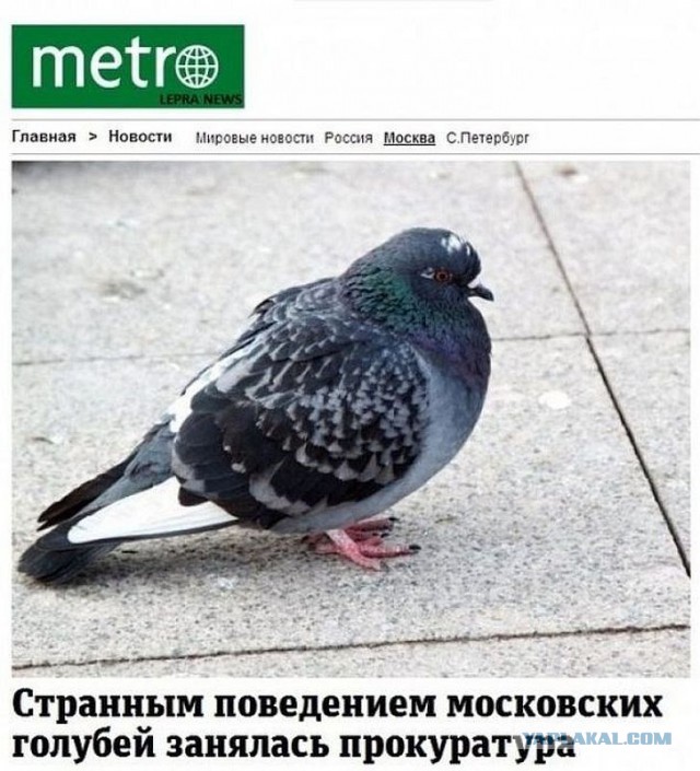 Озверевшие голуби... Будьте осторожны!