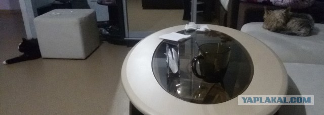 Котовторник  05.12.2017