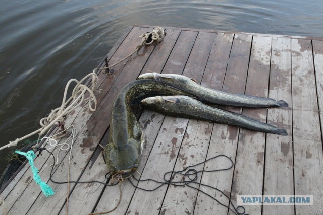 Почему сомы считаются аллигаторами российских рек