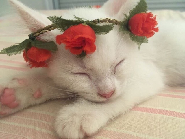 Прикольных котов пост