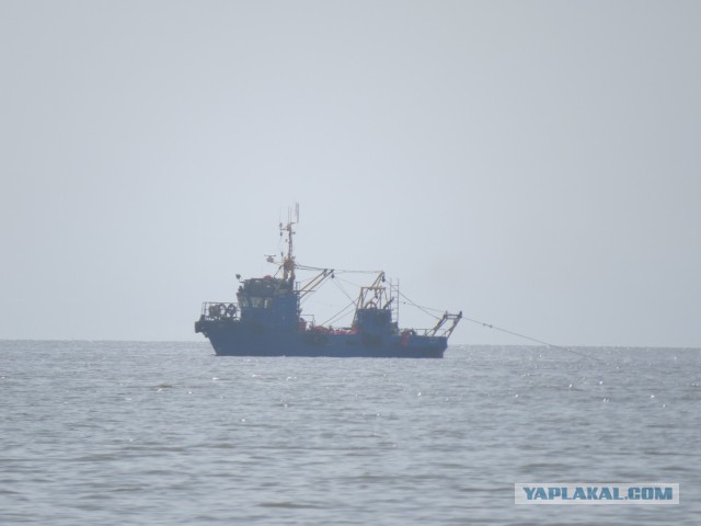 Рыбаки в Японском море: Прибрежный промысловый лов минтая в заливе Петра Великого в Приморском крае
