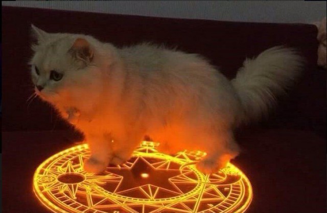 Прикольных котов пост