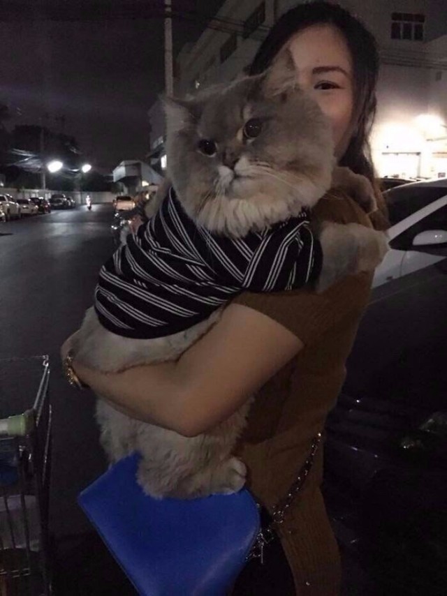 Прикольных котов пост