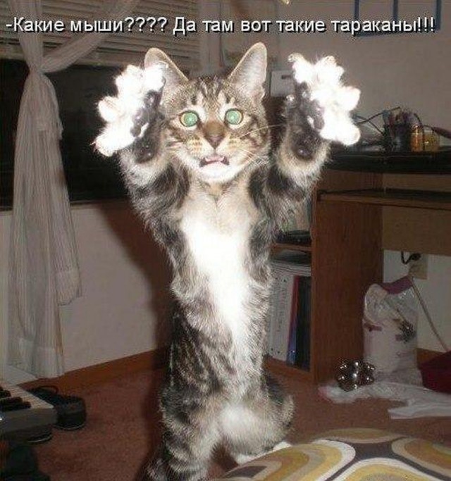 Картинки по-приколу