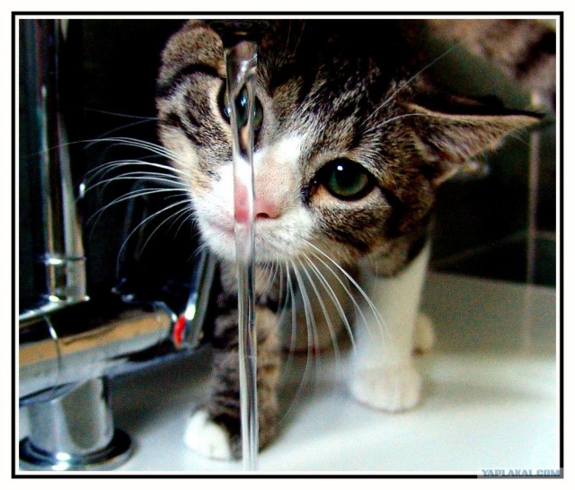 Уррааа! Котомет на ЯПлакалъ.