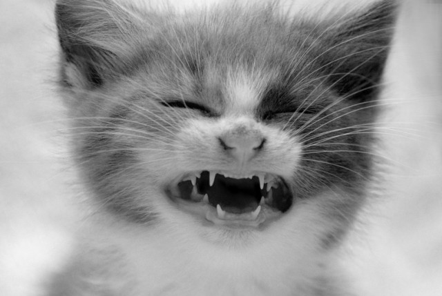 Котовторник: Кошки гаваны и другие!