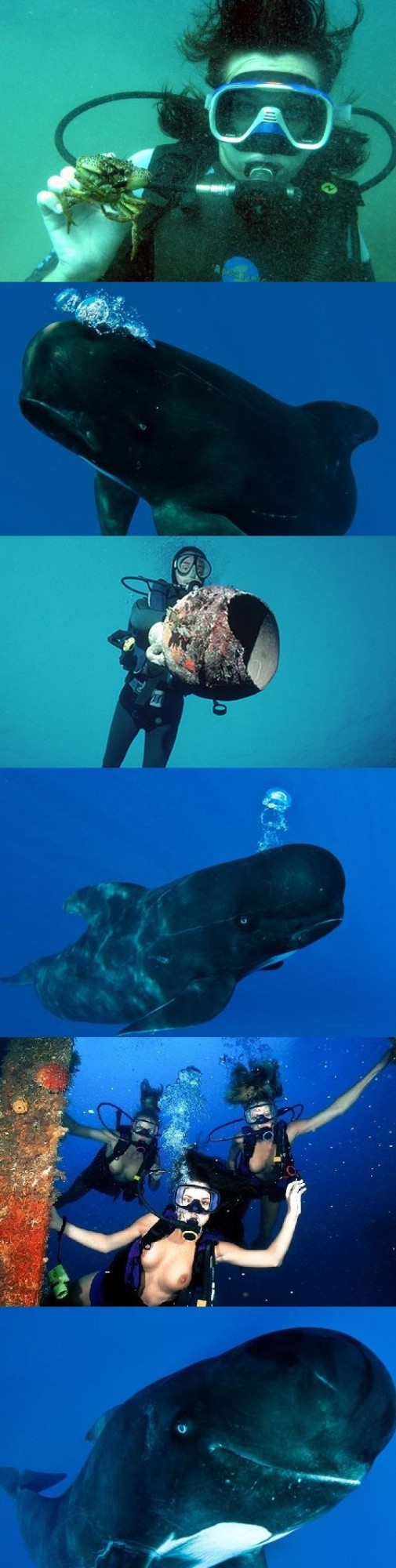 Улыбающийся кит