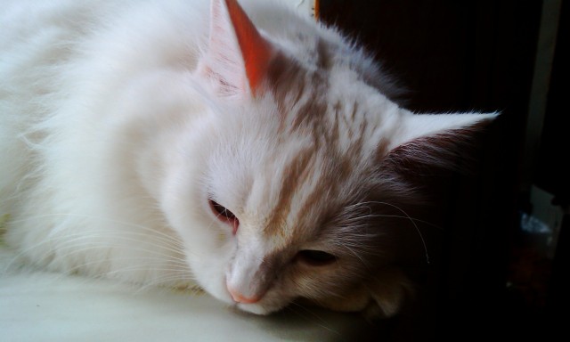Котовторник - С праздником, котоводы!