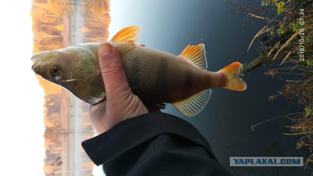 Ездил на Бердь. А что, а вдруг...