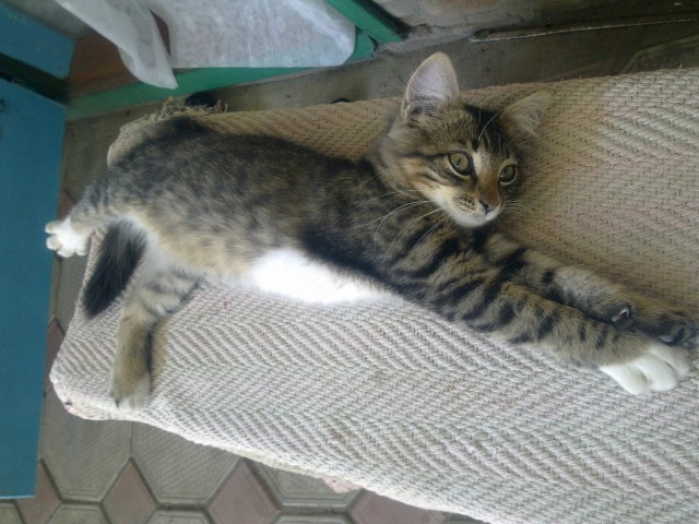 Котовторник! 11.10.11