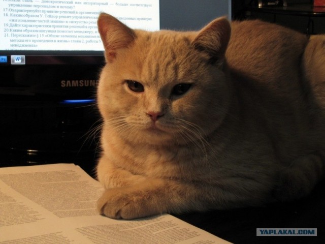 Котовторник! 08.11.11