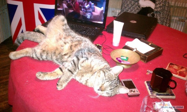 Котовторник (31.01.2012)