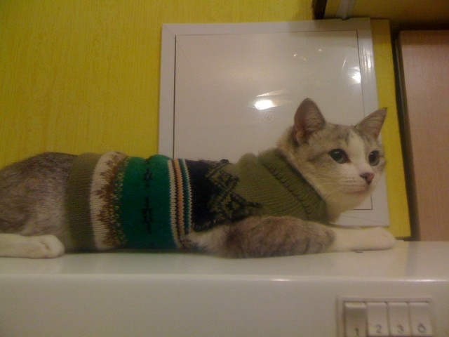 Котовторник (07.02.2012)
