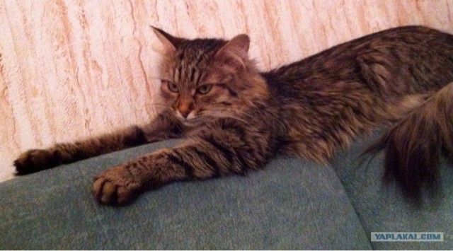 Котовторник 27.03.2012