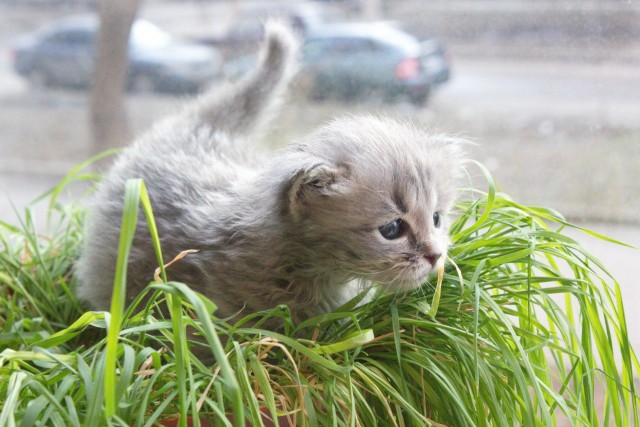 Котовторник 24.04.2012