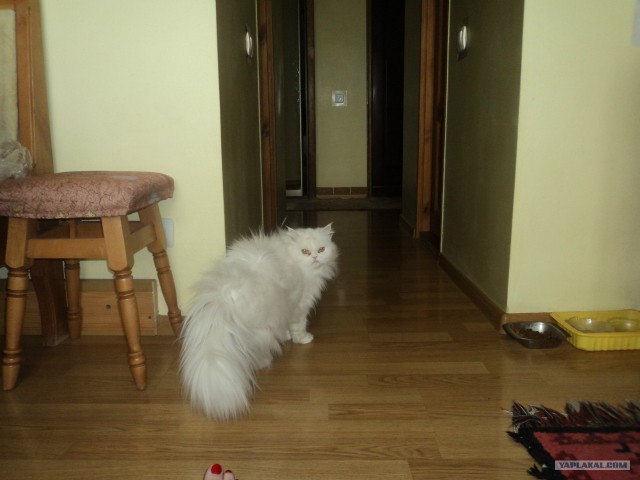 Котовторник 8 мая 2012