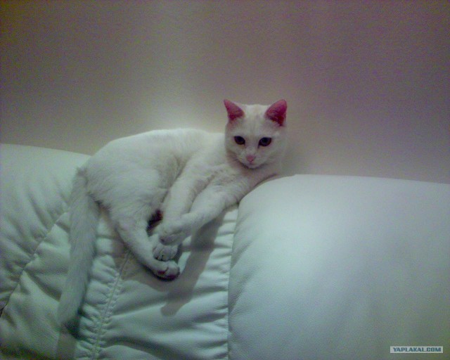 Котовторник 29.05.2012