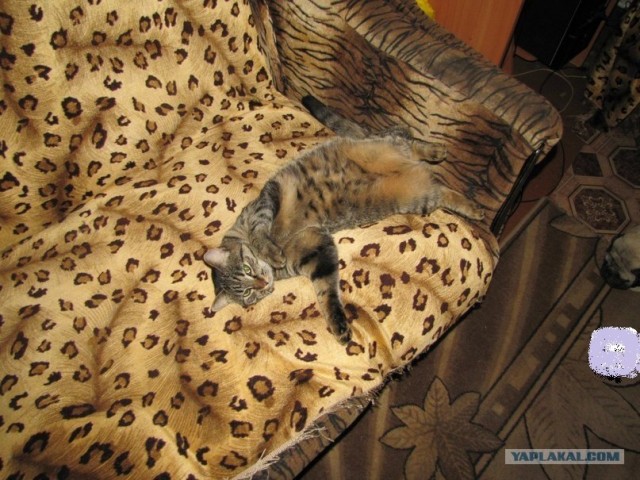Котовторник 31.07.2012 г.
