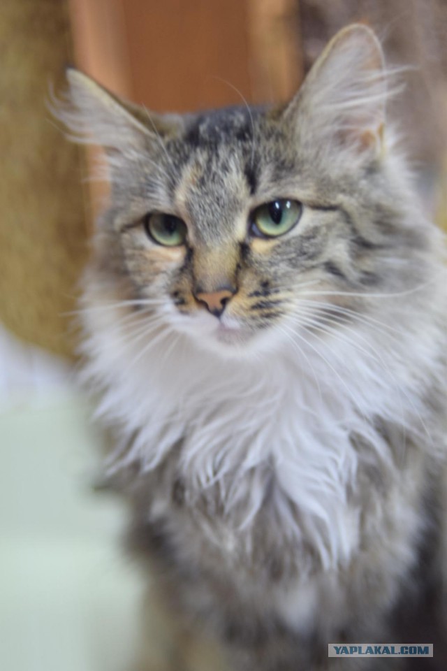 Котовторник 19.02.2019