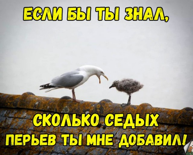 Милые животные. Мимиметр сломался