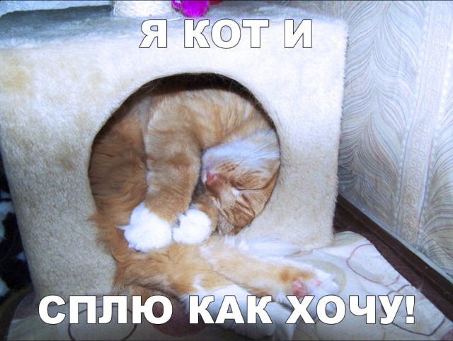 Забавные фото котеек