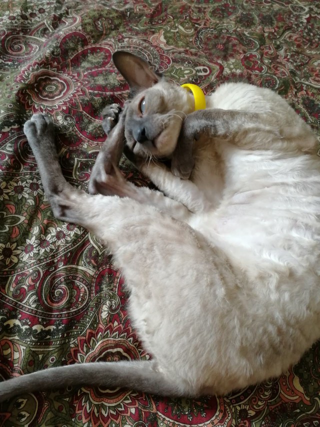 Кошки, которые заснули в самых невообразимых позах