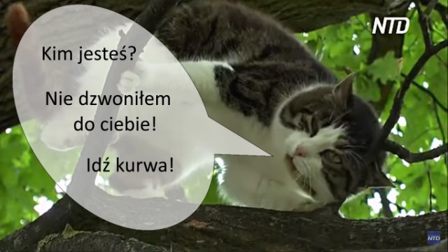 Кот 6 лет живёт на дереве