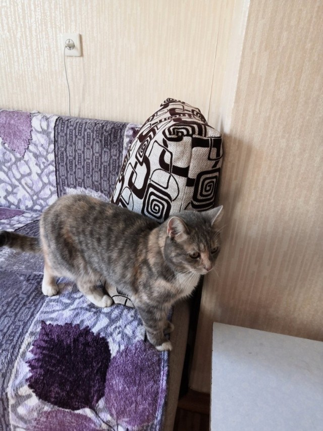 Забавные фото котеек