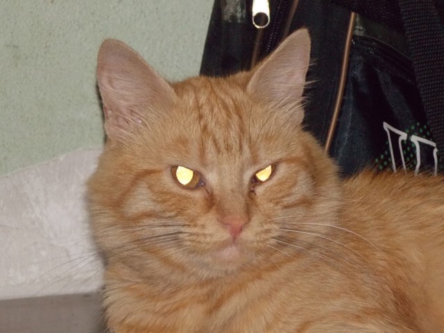 Котовторник *новогодний* 31/12/2019