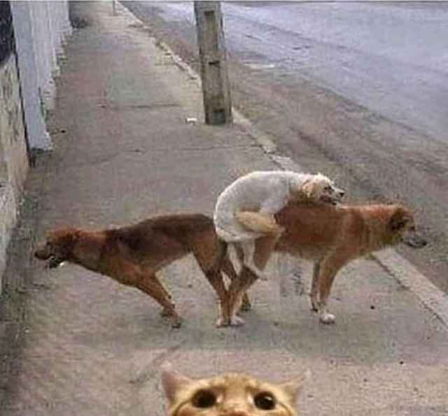 Бредзона