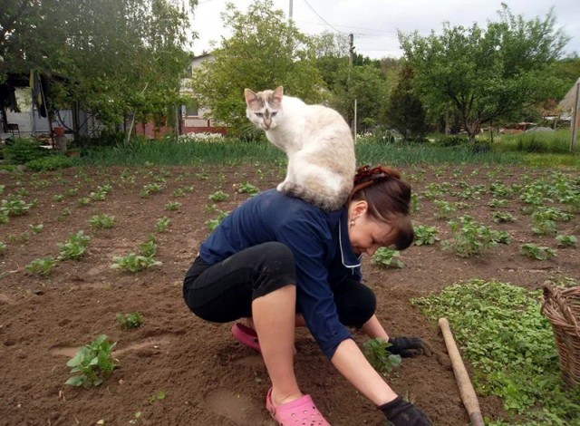 Забавные картинки с котами из сети