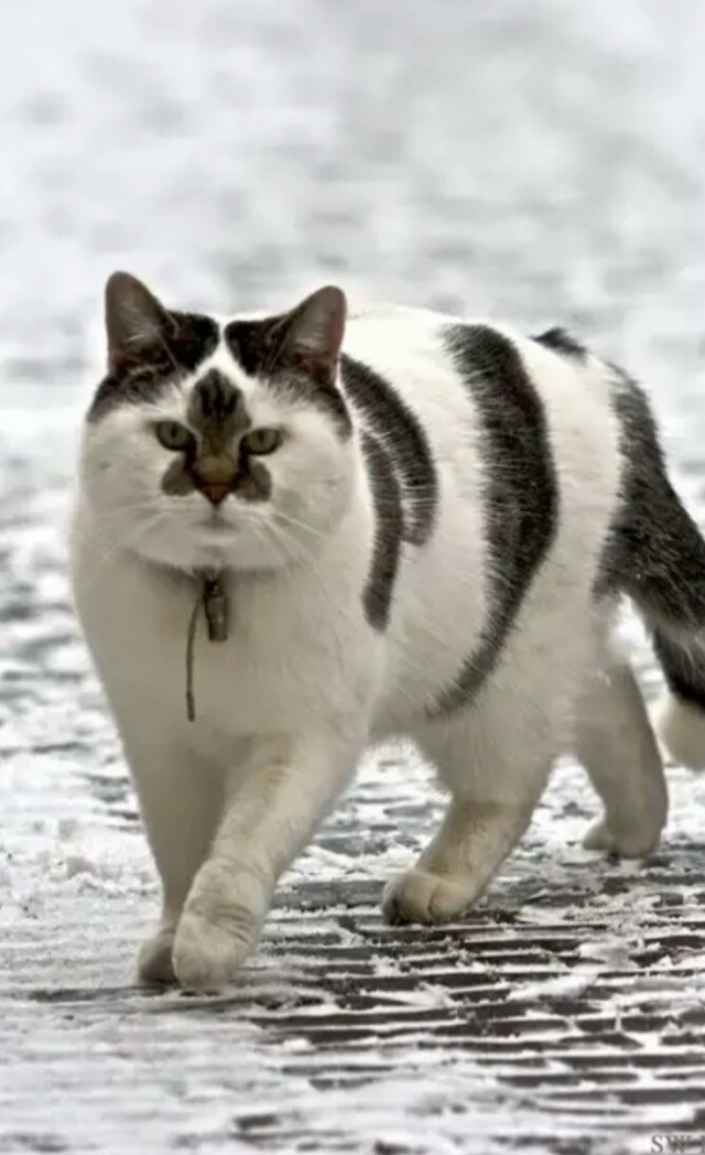 Котики