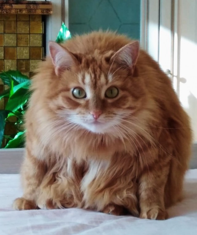 Коты, которые нас порадовали!