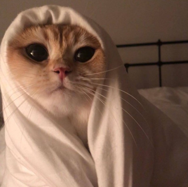 Эти забавные животные