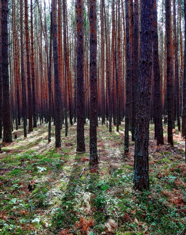 Окунево на выходные