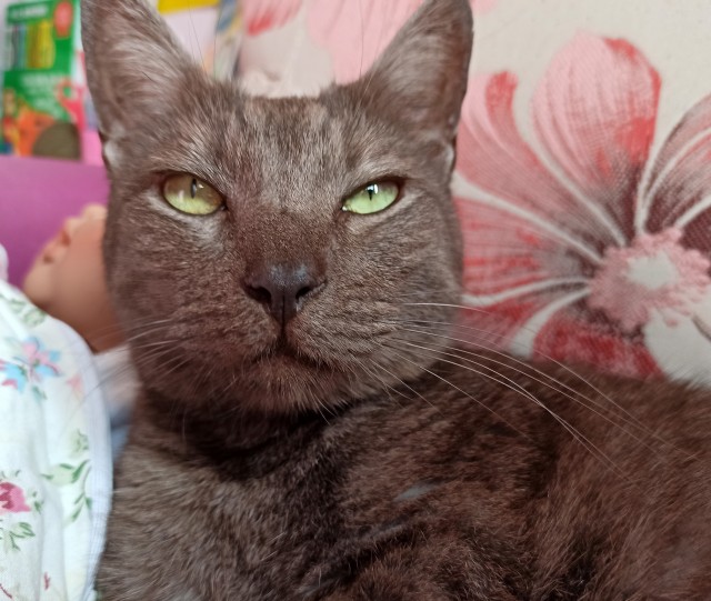 К - Котогеничность
