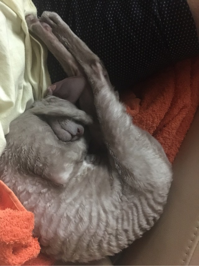 Как спят кошки