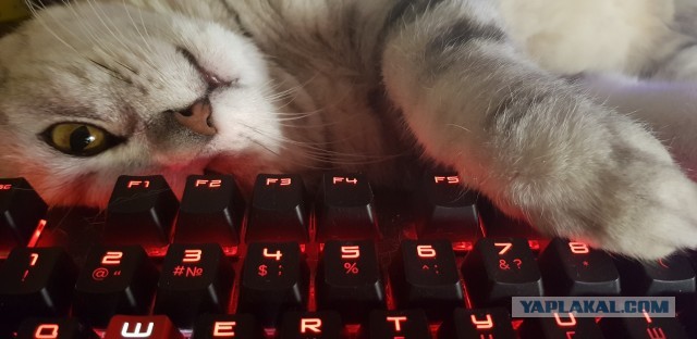 Котовторник. Добавляйте своих