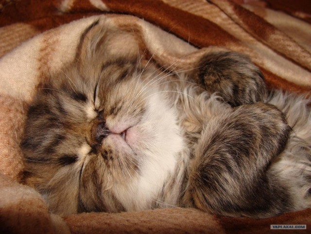 Всемирный день кошек