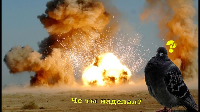 Птицы, сраженные...мячом во время матча