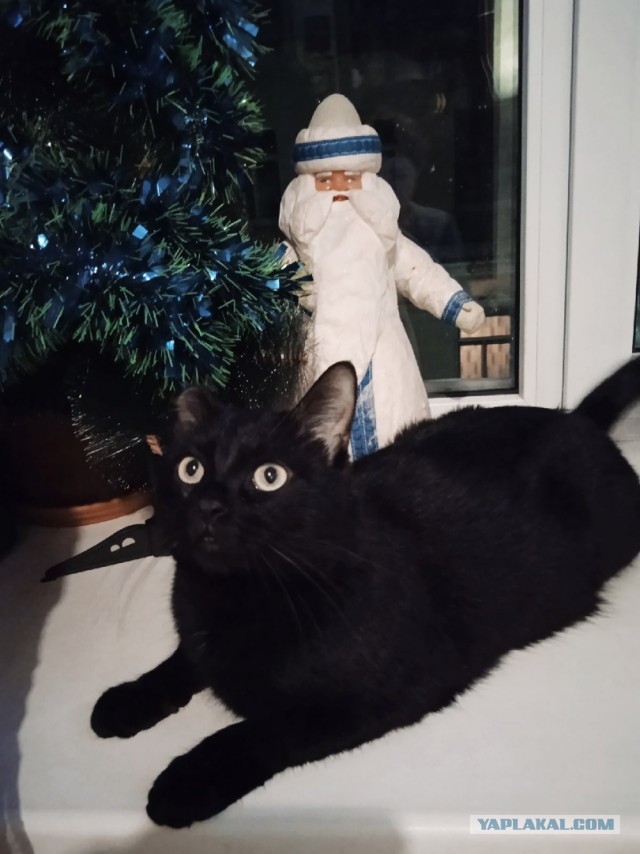 Котовторник так котовторник