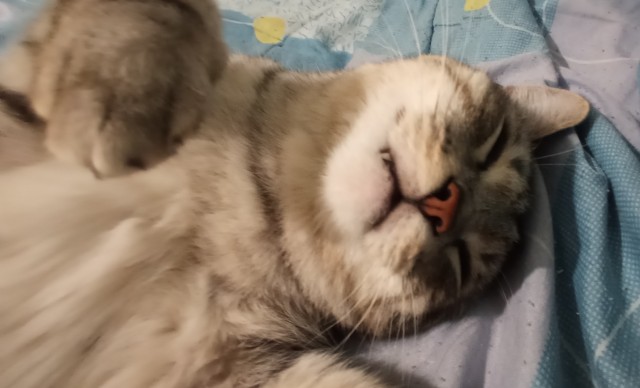 Котовторник. Февраль