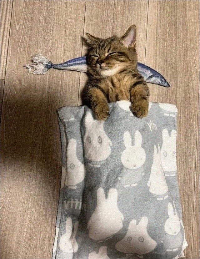 Забавные и милые котейки