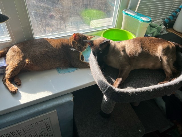 Котовторник ведь начался!