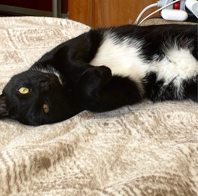 Котовторник.