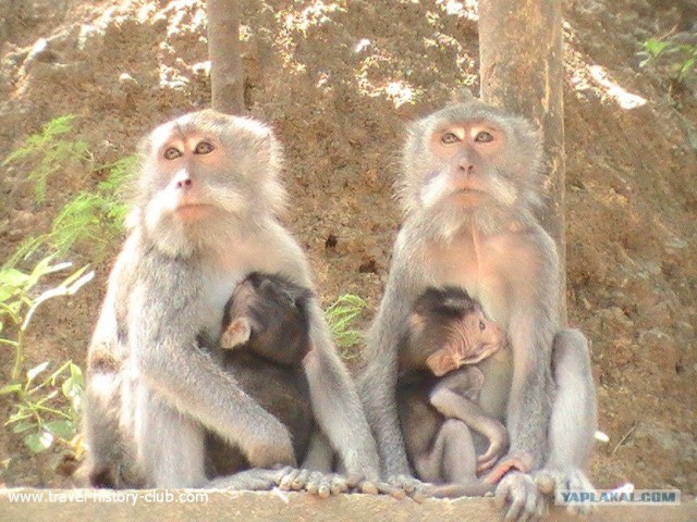 Они живут только 40 лет