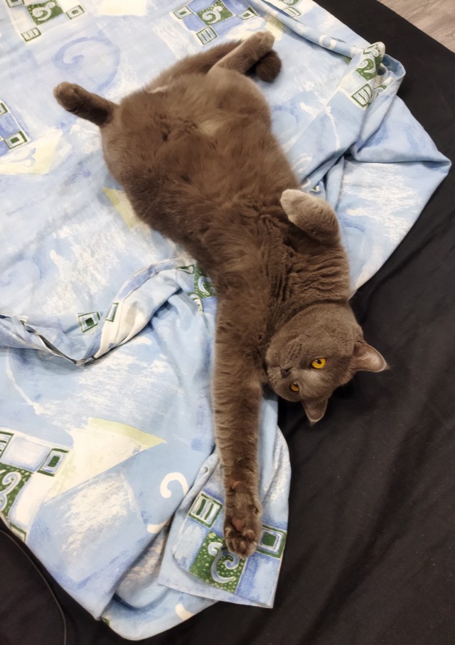 Александра к котовторнику!